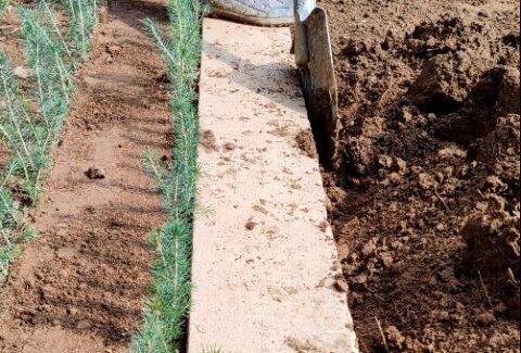 poarta inocentei copacei