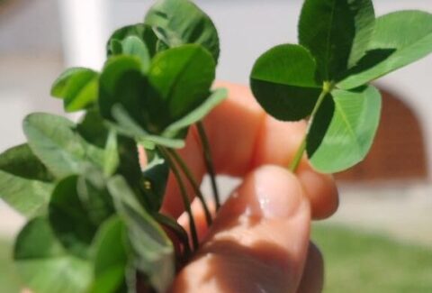 Bucurii și Dureri ale Maicii Domnului